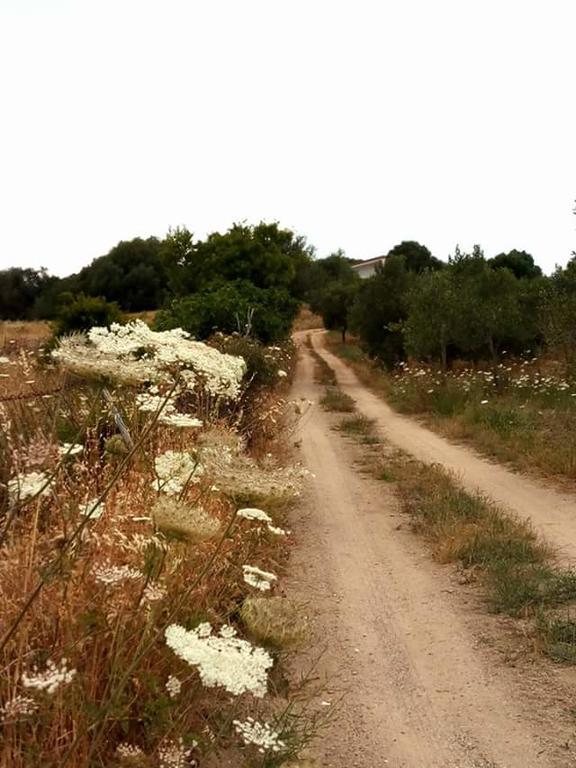 مبيت وإفطار أولبيا Nacchinono المظهر الخارجي الصورة